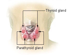 Paratireoid bezlar