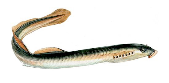 Toʻgarak ogʻizlilar