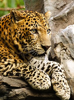 Leopard Panthera turkumidagi to'rtta "katta mushuk"ning eng kichigi. Rasm Bali (Sukavati, Indoneziya)dagi Bali Safari bog'ida olingan.