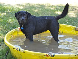 Bolalar basseynida choʻmilayotgan qora Labrador Retriever