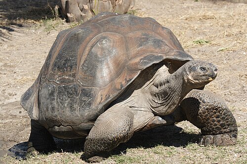 Galapagos toshbaqasi