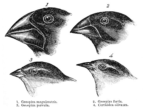 Evolutsion biologiya