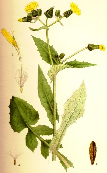 Sabzavot boʻztikani