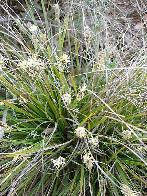 Bardi (oʻsimlik)