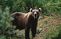 Kodiak