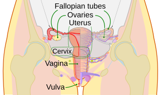 Vagina